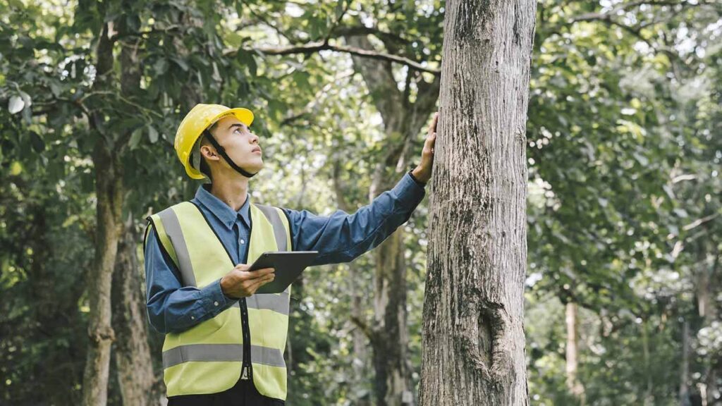 Tree Removal in Sydney