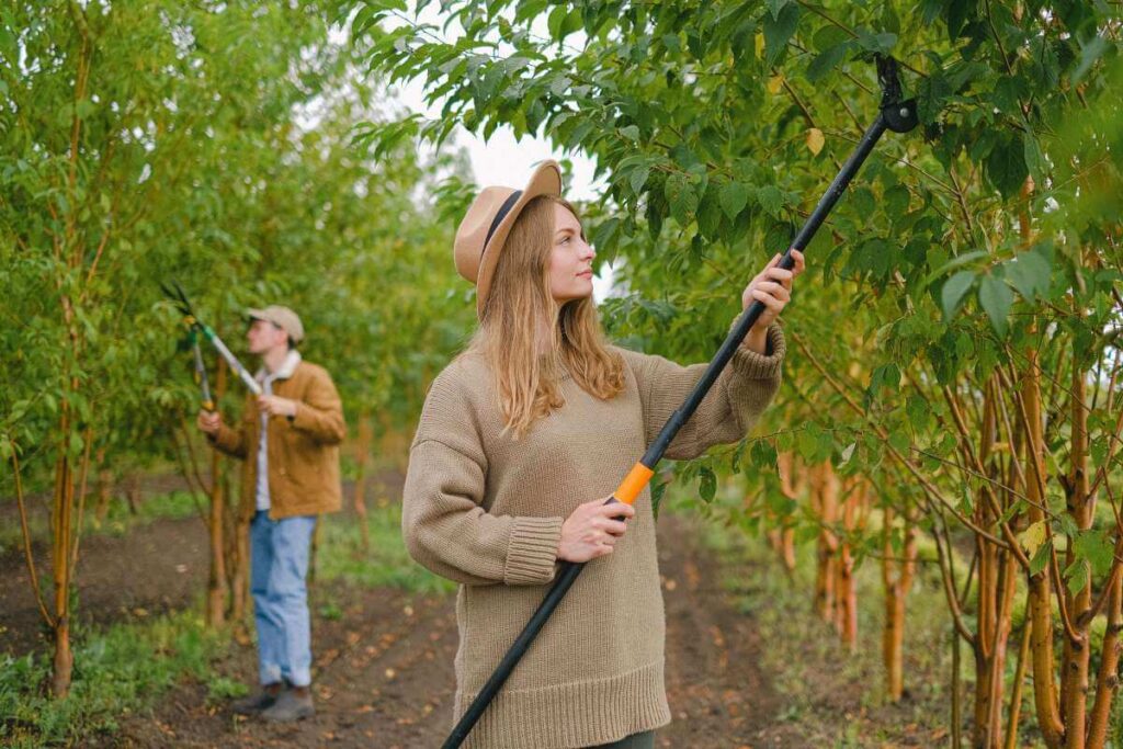 Hedge Trimming