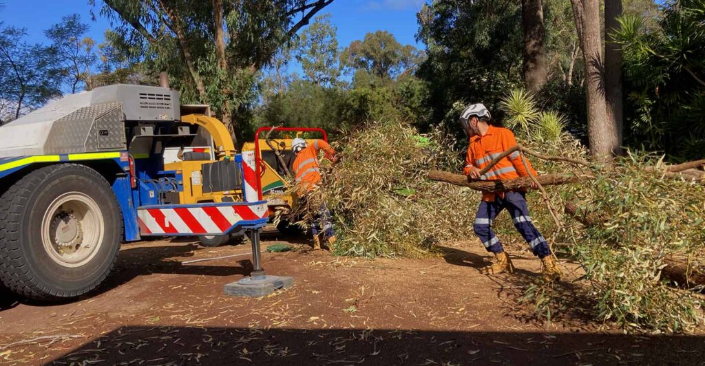 Tree Removal in Sydney