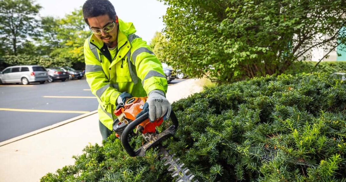 Hedge Trimming