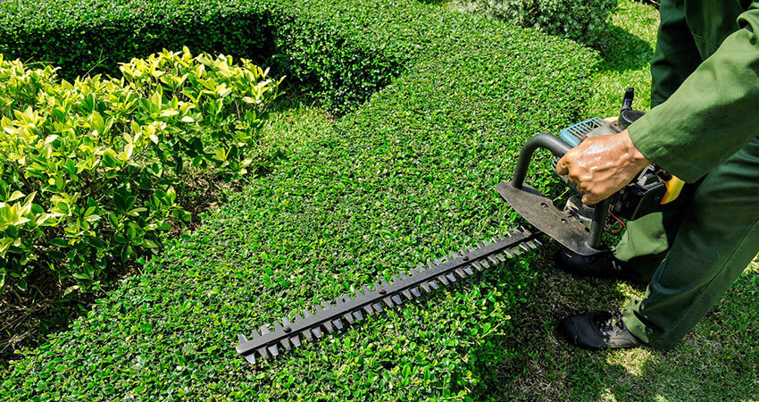 Hedge Trimming