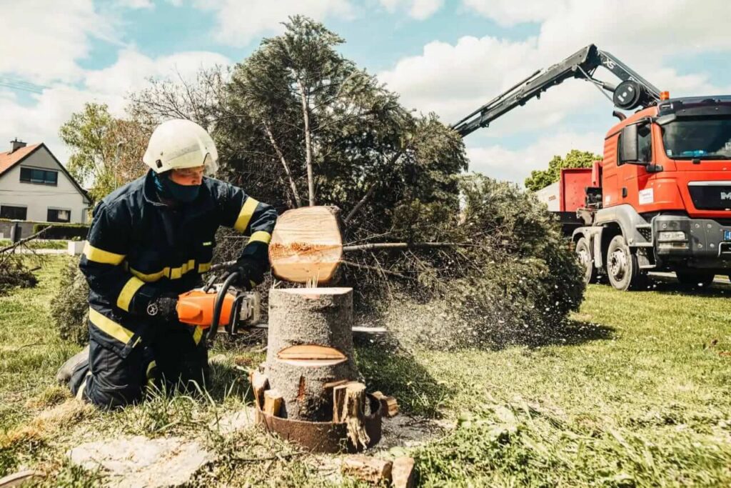 Tree Removal in Sydney