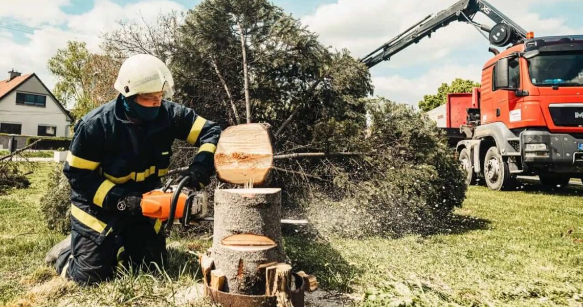 Tree Removal in Sydney