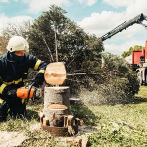 Tree Removal in Sydney